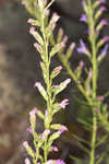 Smallhead blazing star